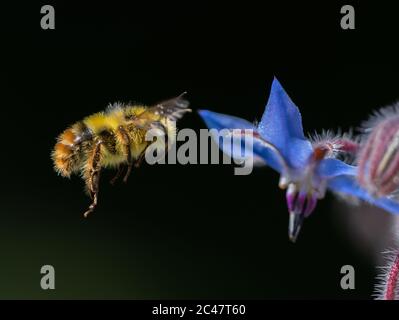 Bourdon à cornes floues planant près d'une fleur de Borage bleue (Bombus mixtus) Banque D'Images