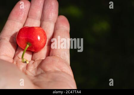 Une cerise mûre rouge dans la main, qui vient d'être cueillie de l'arbre. Banque D'Images