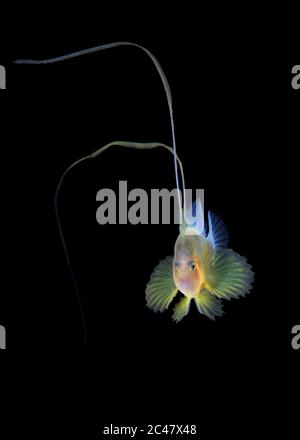 Soapfish barré ou soapfish à deux bandes , Diplopion bifasciatum, photographié pendant une plongée dans les eaux noires. Anilao, Philippines, Océan Pacifique Banque D'Images