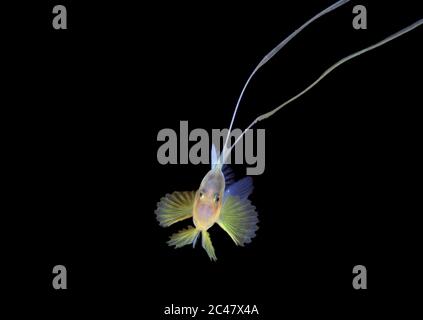 Soapfish barré ou soapfish à deux bandes , Diplopion bifasciatum, photographié pendant une plongée dans les eaux noires. Anilao, Philippines, Océan Pacifique Banque D'Images