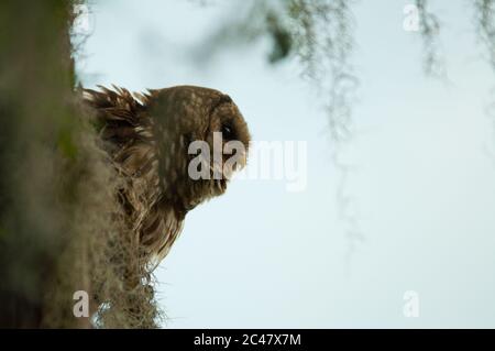 Gros plan sur la hibou barré, perchée sur la branche, marécages de Caroline du Sud Banque D'Images