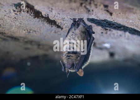 Gros plan étrange animal de la chauve-souris de Geoffroy Myotis emarginatus suspendu à l'envers sur la partie supérieure de la cave voûtée de brique froide se déplaçant réveillé juste après hibernatine Banque D'Images