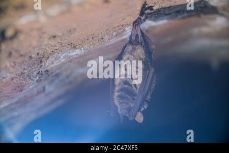 Gros plan étrange animal de la chauve-souris de Geoffroy Myotis emarginatus suspendu à l'envers sur la partie supérieure de la cave voûtée de brique froide se déplaçant réveillé juste après hibernatine Banque D'Images