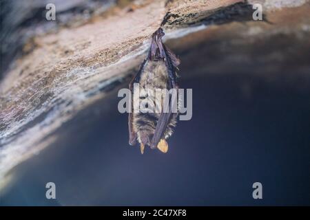 Gros plan étrange animal de la chauve-souris de Geoffroy Myotis emarginatus suspendu à l'envers sur la partie supérieure de la cave voûtée de brique froide se déplaçant réveillé juste après hibernatine Banque D'Images