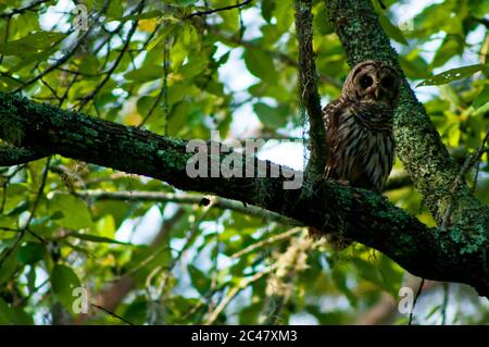Gros plan sur la hibou barré, perchée sur la branche, marécages de Caroline du Sud Banque D'Images