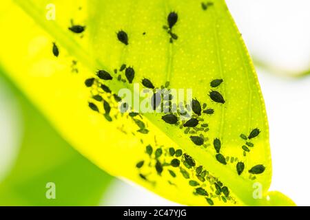 Pucerons sur les jeunes feuilles d'orangers dans le jardin. Les insectes se nourrissent sur le dessous des feuilles de l'arbre orange et sur les nouveaux bourgeons. Banque D'Images