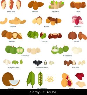 Collection de noix plates Illustration de Vecteur