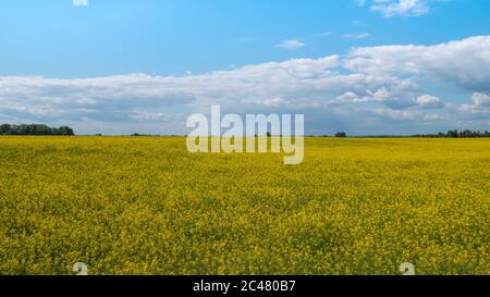 Vaste champ de fleurs jaunes et ciel nuageux Banque D'Images