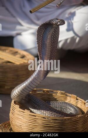 Un cobra indien dans le panier de l'charmer de Snake Jaipur Inde. Le cobra indien est vénéré dans la mythologie et la culture indiennes. Banque D'Images