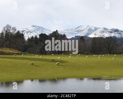 Ben Vorlich a été recouvert de neige dans les champs de Comrie, Perthshire, Écosse, Royaume-Uni, Europe Banque D'Images