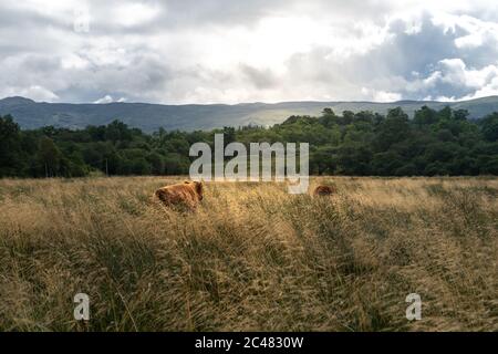 Tir grand angle de vaches dans les grands champs et prés d'Écosse Banque D'Images