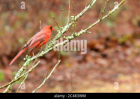 Cardinal rouge mâle au début du printemps Banque D'Images