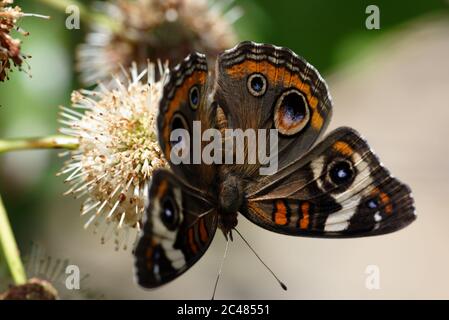 Papillon Buckeye commun Banque D'Images