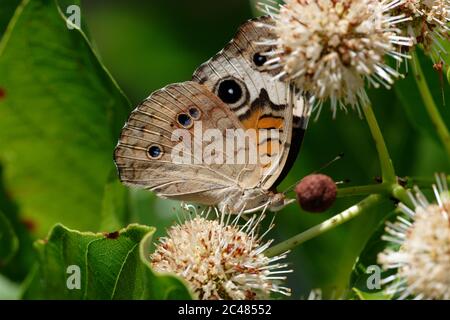 Papillon Buckeye commun Banque D'Images