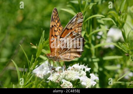 Variegated Fritillary Banque D'Images