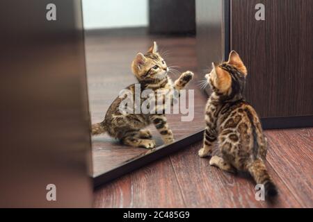 Mignon curieux chaton bengale regardant dans le miroir Banque D'Images