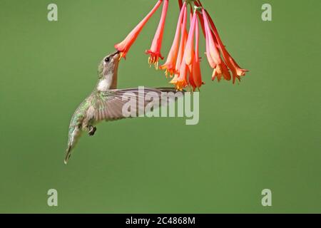 La femelle Archilochus colubris, colibri à gorge rubis, se nourrissant des fleurs de chèvrefeuille en été Banque D'Images