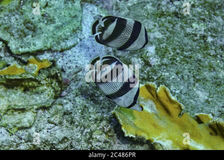 Gros plan d'une paire de butterflyfish banded nageant dans le mer Banque D'Images