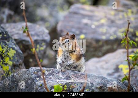 Un moins Chipmunk dans le parc national de Yellowstone, Wyoming Banque D'Images