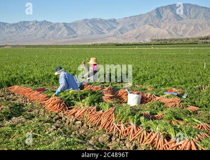 Les ouvriers agricoles hispaniques récoltant le champ de carottes bio 'Daucus carota', la plantation de palmier de la date dans la distance, la vallée de Coachella, Banque D'Images