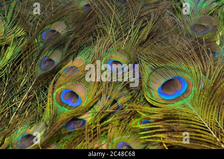 Les modèles colorés de milliers d'oiseaux magnifiques. Banque D'Images