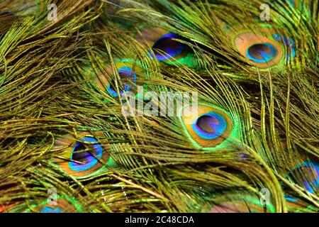 Les modèles colorés de milliers d'oiseaux magnifiques. Banque D'Images