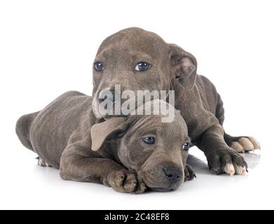 Chiots Staffordshire Bull Terrier in front of white background Banque D'Images