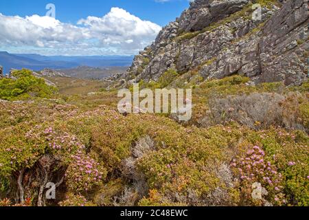 Arbustes fleuris sur les pentes du Mont Roland, Tasmanie Banque D'Images