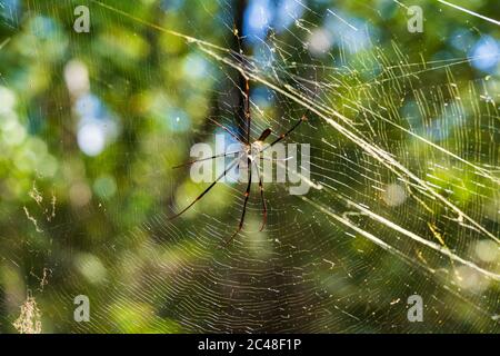 Golden orb spider web Banque D'Images
