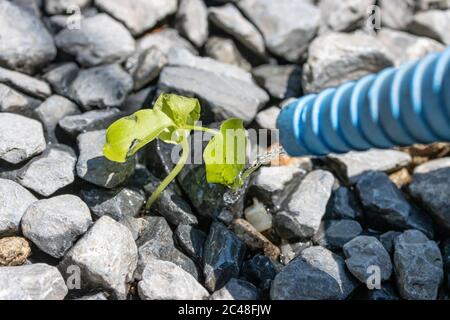 Un arrosage une plante solitaire qui grandit entre des pierres avec un petit ruisseau d'eau, à la journée ensoleillée, gros plan. Une dernière goutte d'eau coule du tuyau sur un germe Banque D'Images