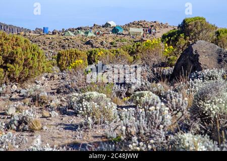 Barranco Camp sur le Mont Kilimanjaro Banque D'Images