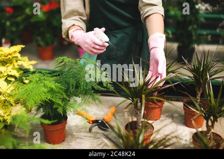 Gros plan photo de femmes mains en gants roses pulvérisation de fleurs dans des pots tout en s'occupant d'elles en serre Banque D'Images