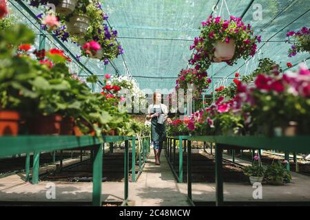 Jeune fleuriste en tablier debout avec arrosoir peut dans les mains autour de belles fleurs et travaillant dans la grande serre Banque D'Images