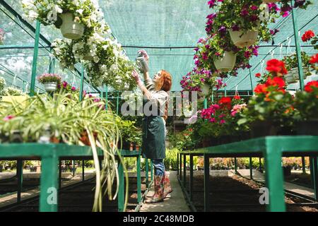 Jeune joli fleuriste en tablier debout et arroser de façon rêveuse de belles fleurs tout en travaillant dans une grande serre Banque D'Images