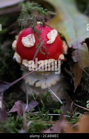 La mouche agarique (Amanita muscaria) a récemment émergé du sol Banque D'Images