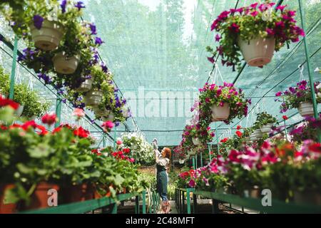 Jeune joli fleuriste en tablier debout et arroser de belles fleurs tout en travaillant dans la grande serre Banque D'Images