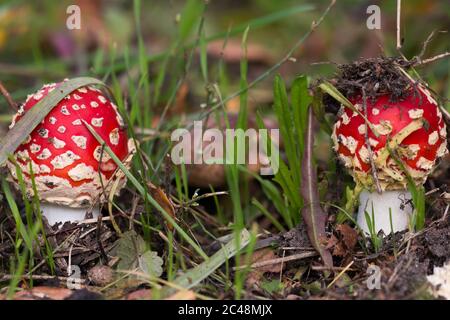 Deux mouches agariques (Amanita muscaria) poussant dans l'herbe Banque D'Images