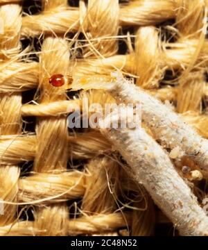 Larve de tapis de cas, Tinea pellionella, detritus larve de cas Banque D'Images