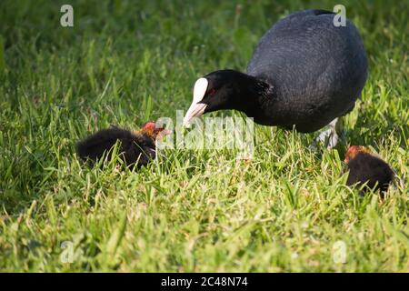 Adulte de cuisine eurasienne (Fulica atra) nourrissant jeune dans la pelouse Banque D'Images