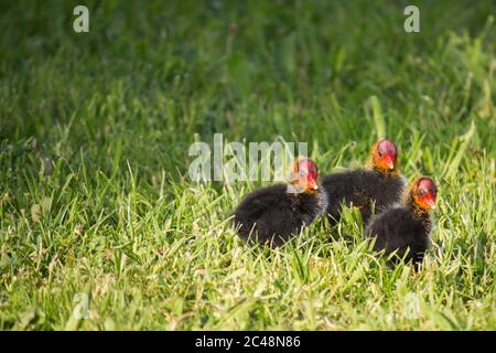Trois poussins de cotiers eurasiens (Fulica atra) qui se tentalent dans l'herbe Banque D'Images
