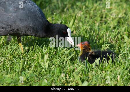 Adulte de cuisine eurasienne (Fulica atra) nourrissant jeune dans la pelouse Banque D'Images