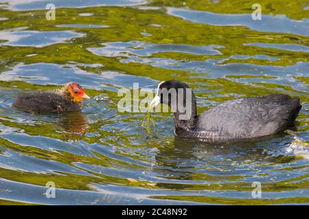 Adulte de cuisine eurasienne (Fulica atra) nourrissant la poussette dans l'eau Banque D'Images