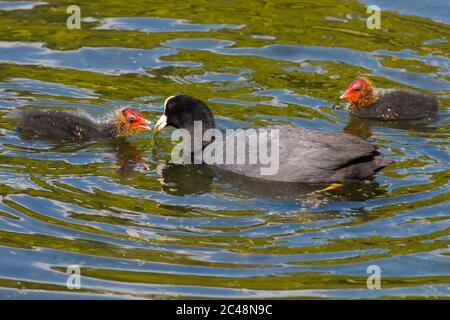 Adulte de cuisine eurasienne (Fulica atra) nourrissant la poussette dans l'eau Banque D'Images