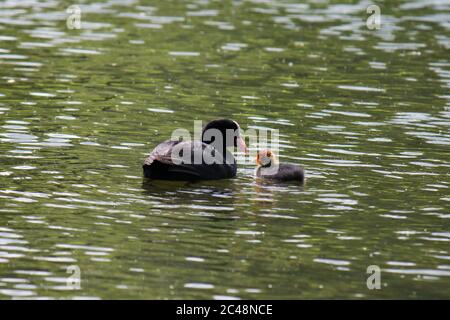 Adulte de cuisine eurasienne (Fulica atra) nourrissant la poussette dans l'eau Banque D'Images