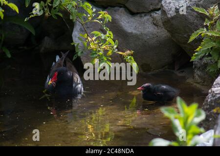 Jeune et adulte, le moorhen commun (Gallinula chloropus) Banque D'Images