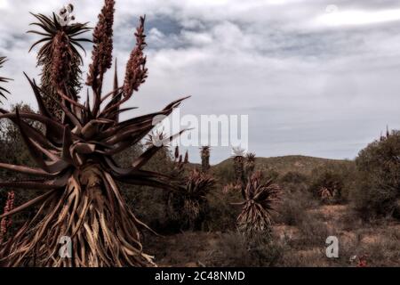 Cape Aloe, Aye amer, Aloe rouge, Aloe de robinet (Aloe ferox), aloes devant la rivière Breede, Afrique du Sud, Cap occidental, Parc national de Bontebok, Swellenda Banque D'Images