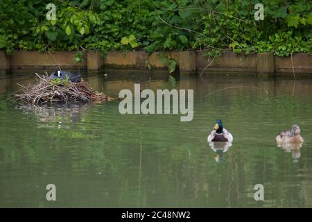 Couvaison de la coq eurasienne (Fulica atra) en gardant un œil étroit sur le couple de collard (Anas platyrhynchos) nageant à proximité Banque D'Images