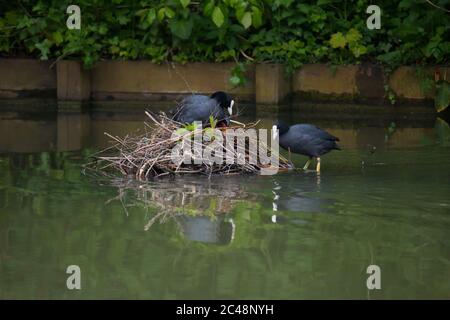 Famille de cuisiniers eurasiens (Fulica atra) dans là nichent dans l'eau Banque D'Images