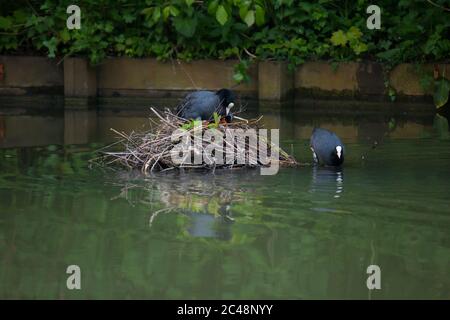 Adulte de la cocoq eurasienne (Fulica atra) se nourrissant jeune dans le nid tandis que le partenaire laisse fourrager Banque D'Images