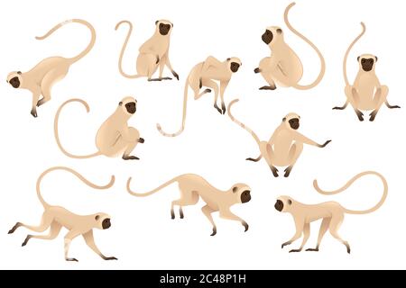 Ensemble de singe vervet mignon singe beige avec visage marron dessin animé animal dessin vectoriel plat illustration isolée sur fond blanc Illustration de Vecteur